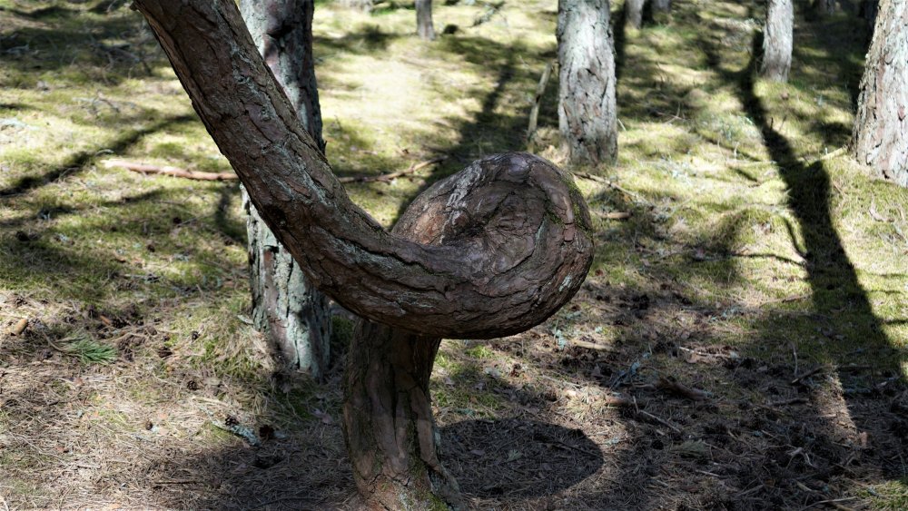 19.05.06_057_ Куршская коса_ Танцующий лес.JPG