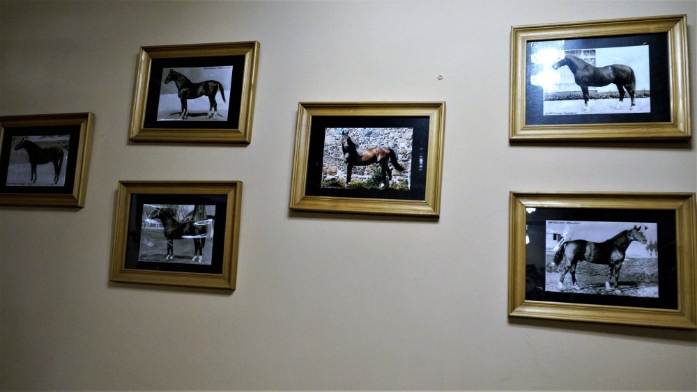 19.05.05_081_Черняховск_Конезавод Георгенбург.JPG