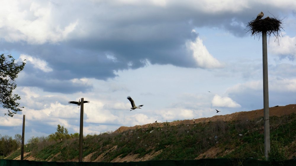 19.05.04_307_Аисты на свалке.JPG