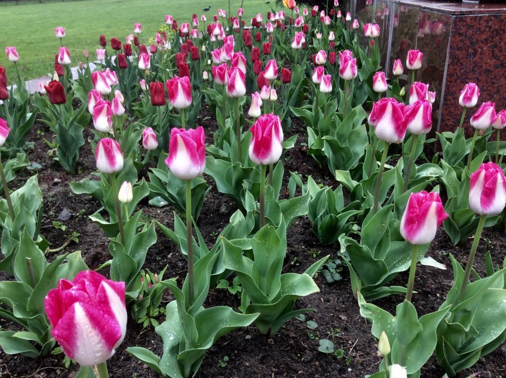 19.05.02_26_Калининград_Университет им.Канта.jpg