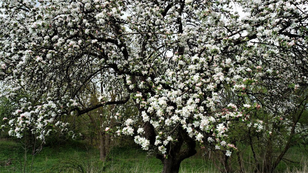19.05.04_160_ Багратионовск_Замок Прейсиш-Эйлау.JPG