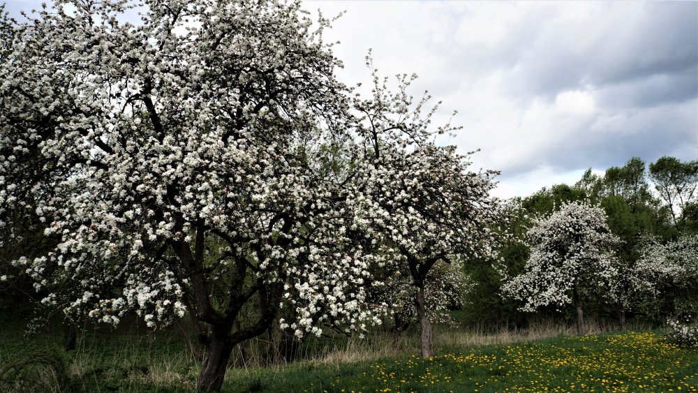 19.05.04_159_ Багратионовск_Замок Прейсиш-Эйлау.JPG