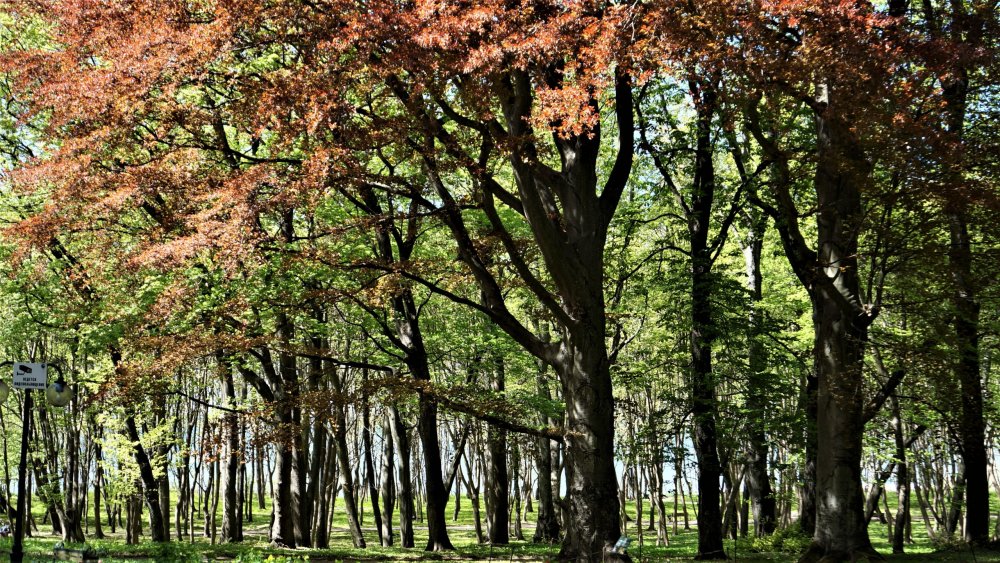 19.05.07_179_Янтарный_парк имени Беккра.JPG