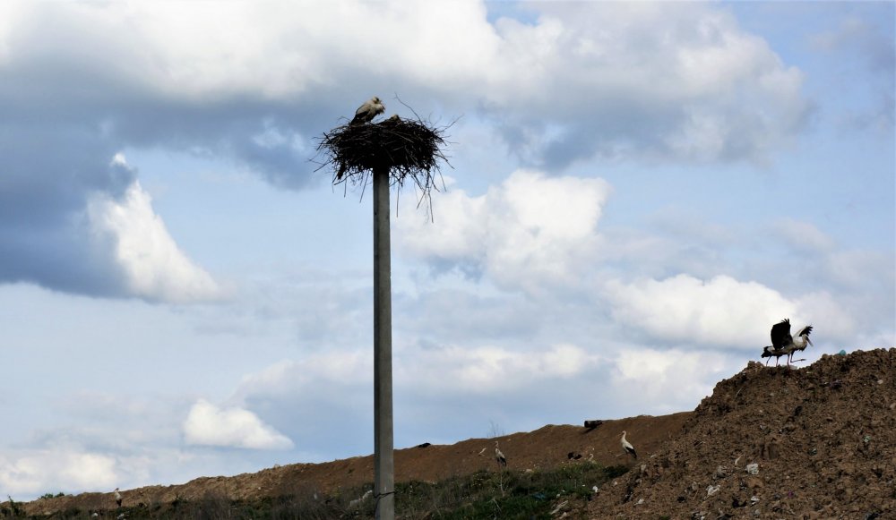 19.05.04_309_Аисты на свалке.JPG