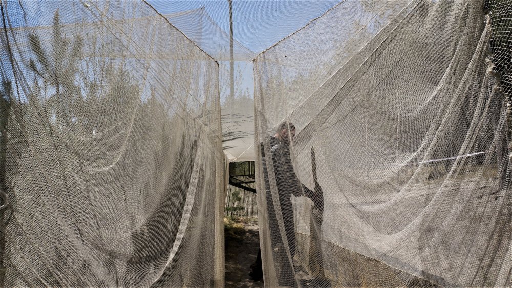 19.05.06_015_Куршская коса_Станция кольцевания птиц.JPG