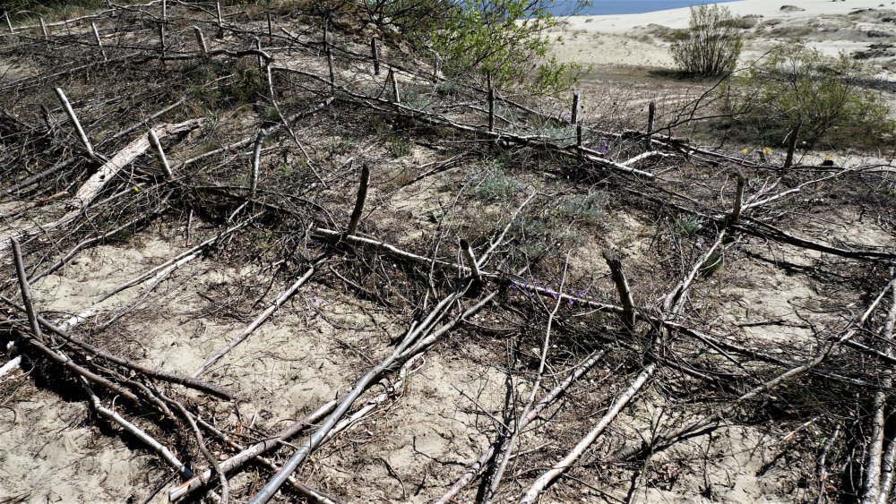 19.05.06_127_ Куршская коса_ Высота Эфа (дюна).JPG