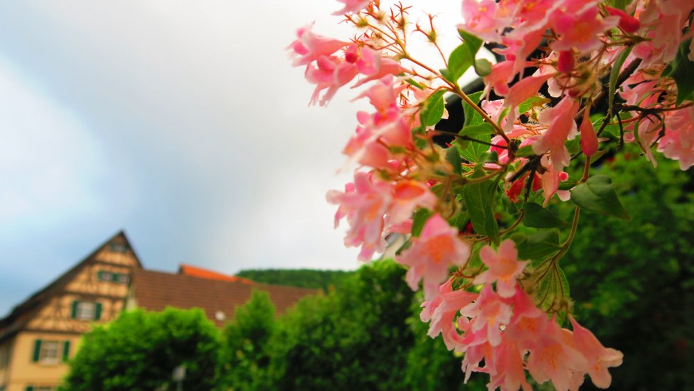 Солнечная Германия 705.jpg