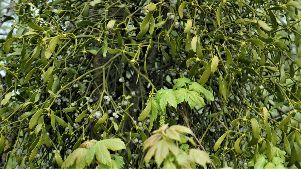 19.05.04_285_ шлюз на Мазурском канале.JPG