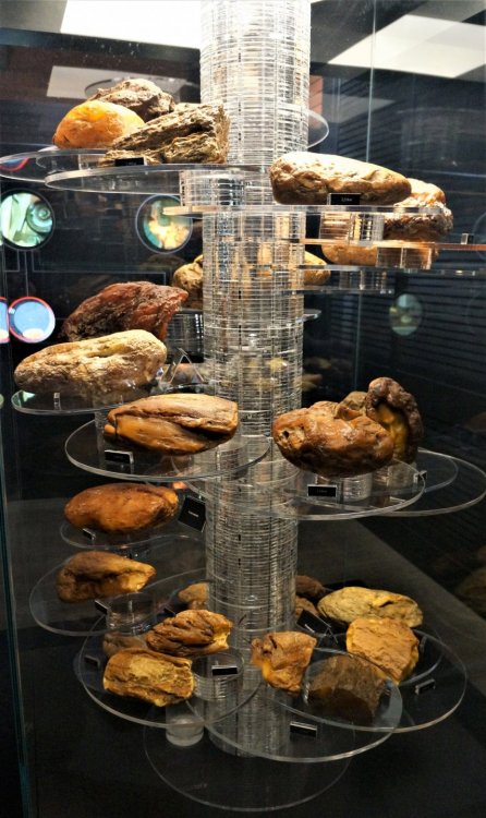 19.05.07_021_Янтарный_Музей янтаря.JPG