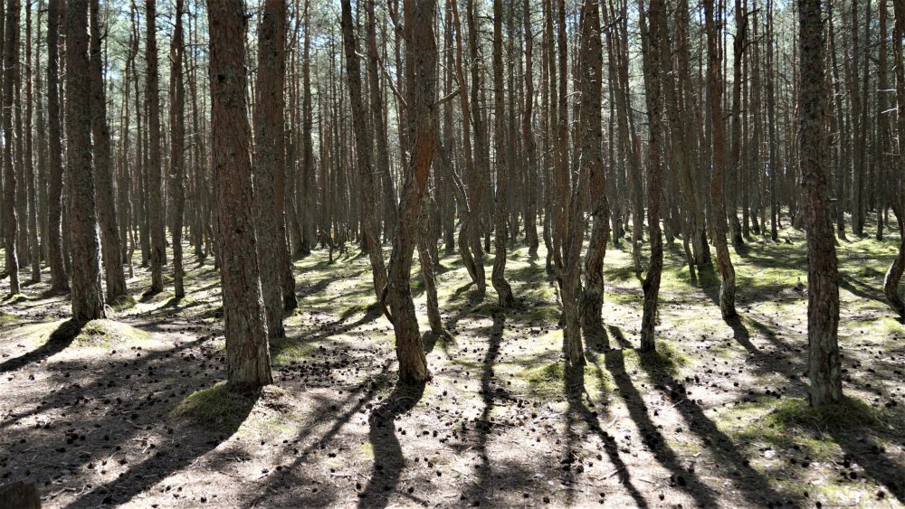 19.05.06_037_ Куршская коса_ Танцующий лес.JPG