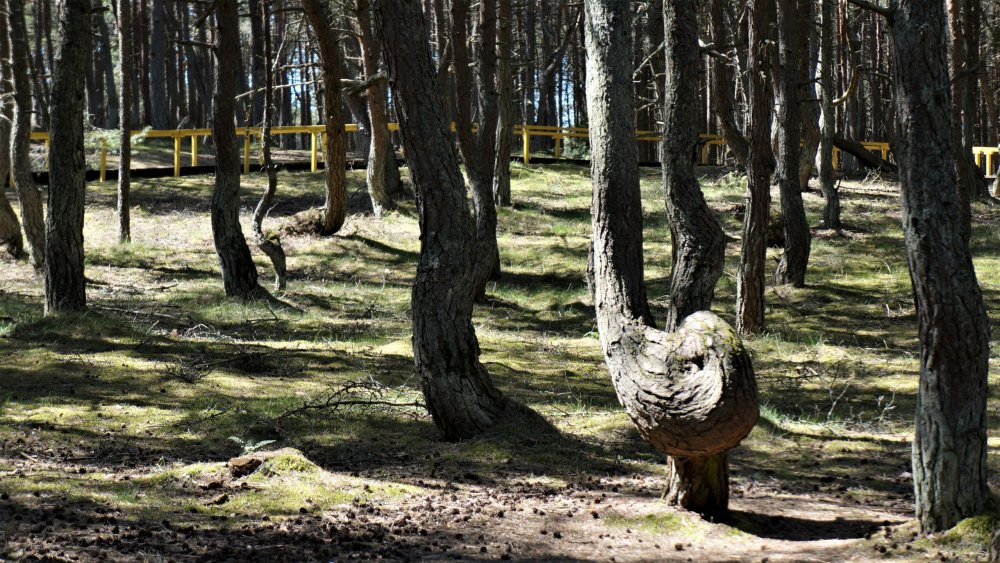 19.05.06_053_ Куршская коса_ Танцующий лес.JPG