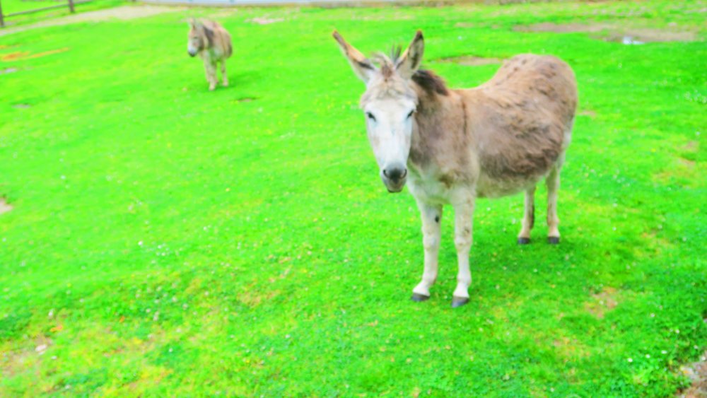 Солнечная Германия 515.jpg