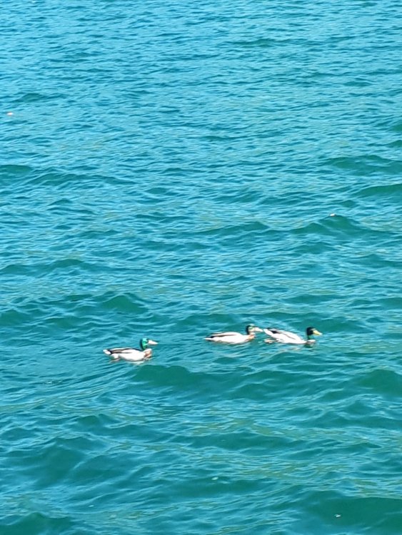 3. Луганское озеро.jpg