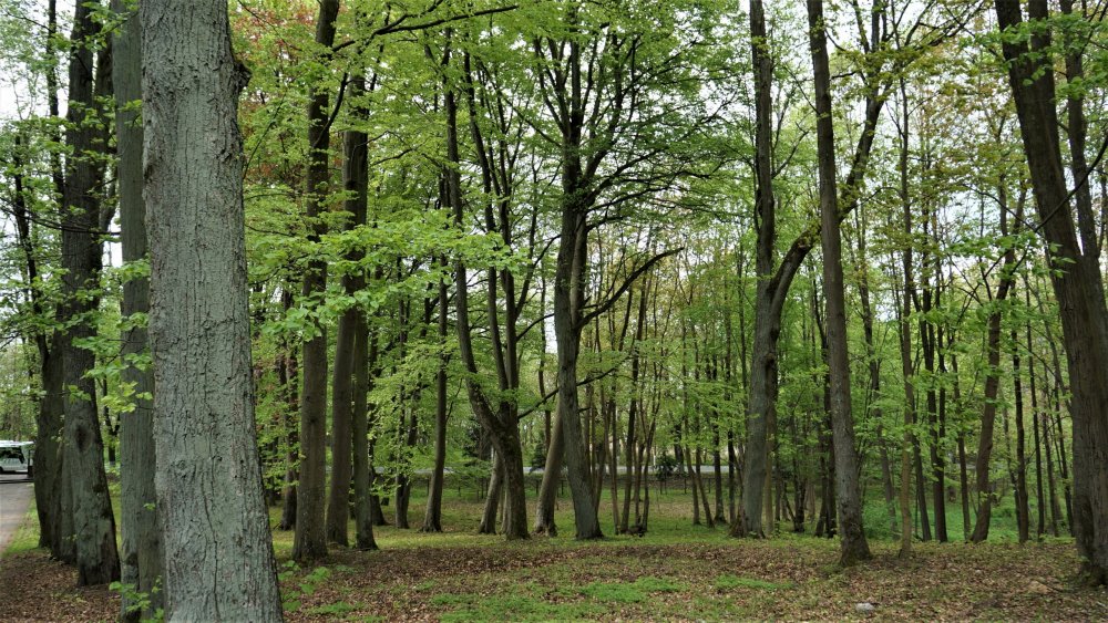 19.05.04_181_Памятник в честь сражения при Прейсиш-Эйлау.JPG