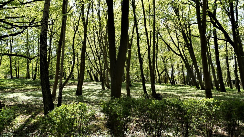 19.05.07_183_Янтарный_парк имени Беккра.JPG