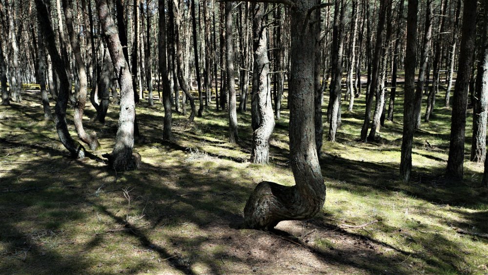 19.05.06_067_ Куршская коса_ Танцующий лес.JPG