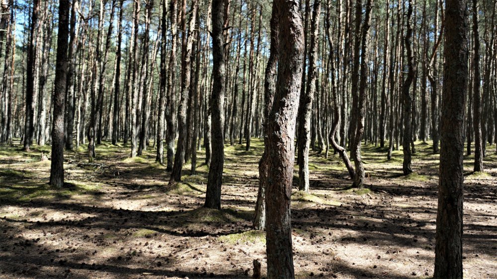 19.05.06_036_ Куршская коса_ Танцующий лес-2.JPG