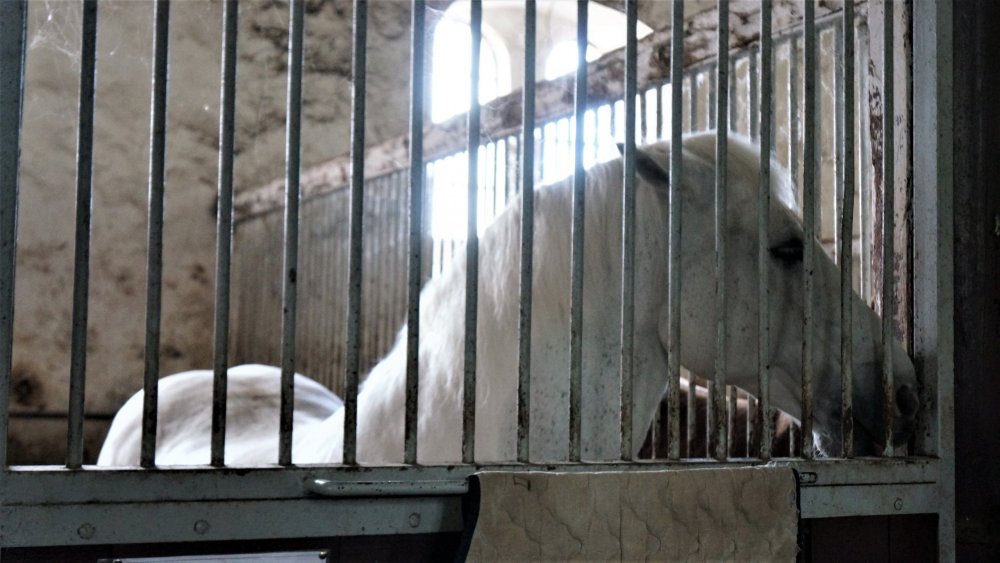 19.05.05_131_Черняховск_Конезавод Георгенбург.JPG