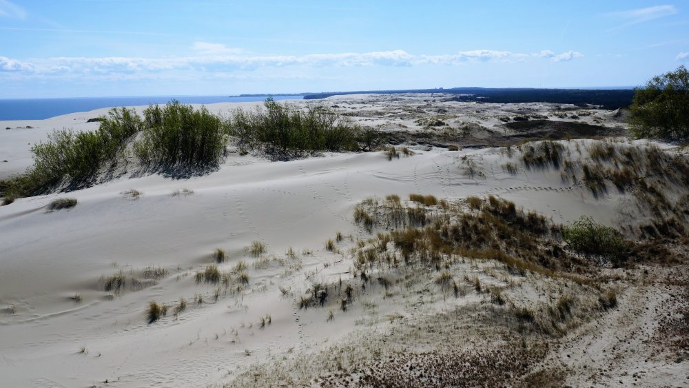 19.05.06_134_ Куршская коса_ Высота Эфа (дюна).JPG