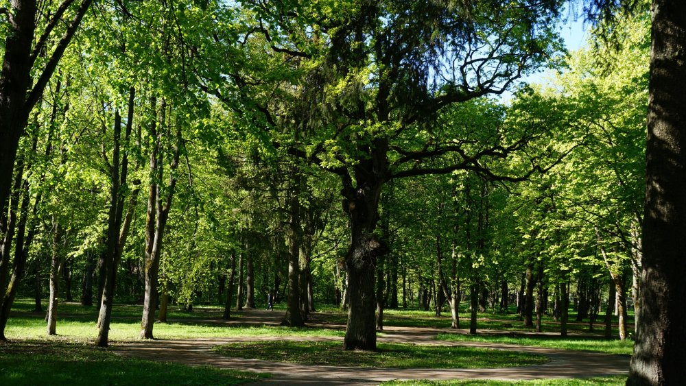 19.05.05_303_Советск_Городской парк Якобсруэ.JPG