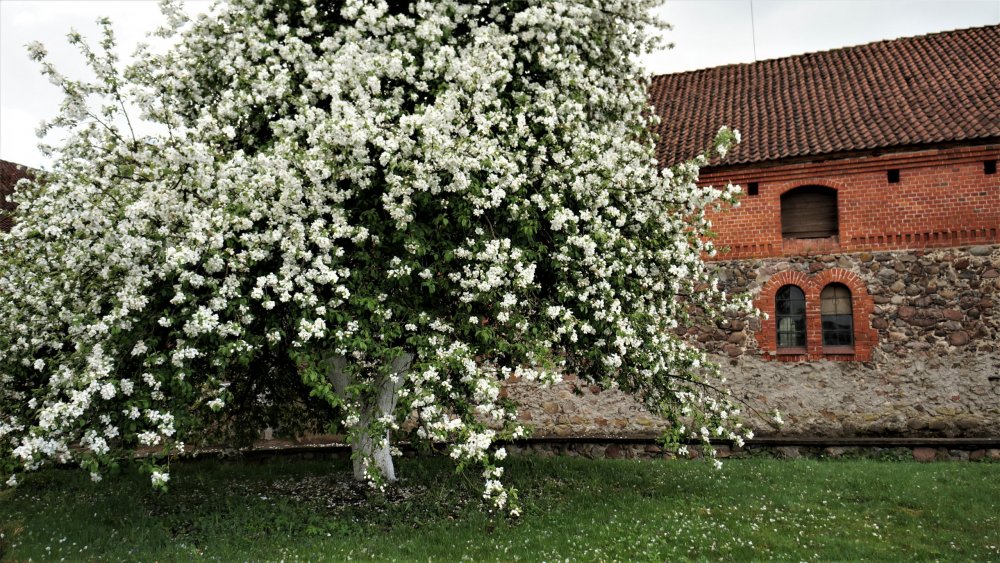 19.05.05_147_Черняховск_Конезавод Георгенбург.JPG