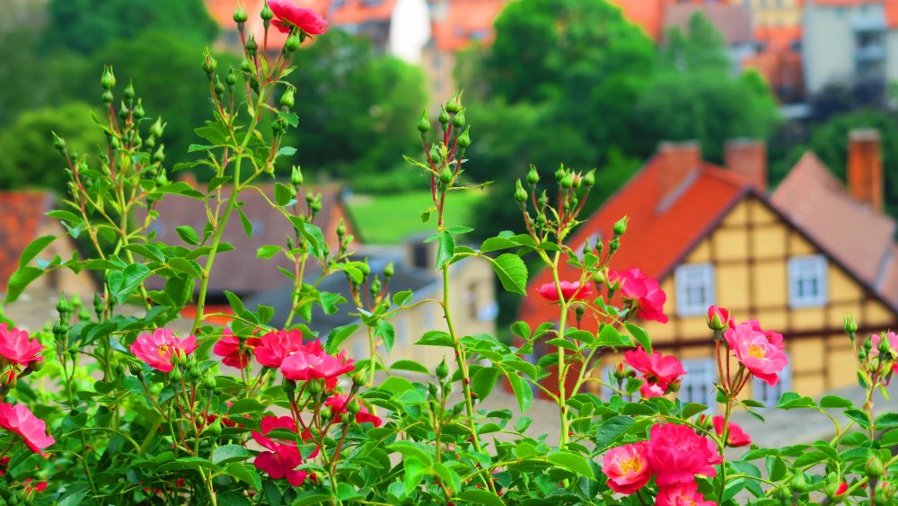 Солнечная Германия 062.jpg