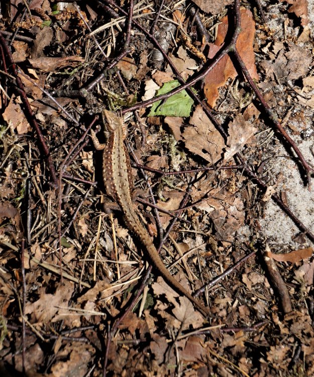 19.05.06_116_ Куршская коса_ Высота Эфа (дюна).JPG