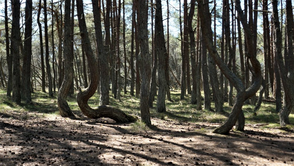 19.05.06_075_ Куршская коса_ Танцующий лес.JPG