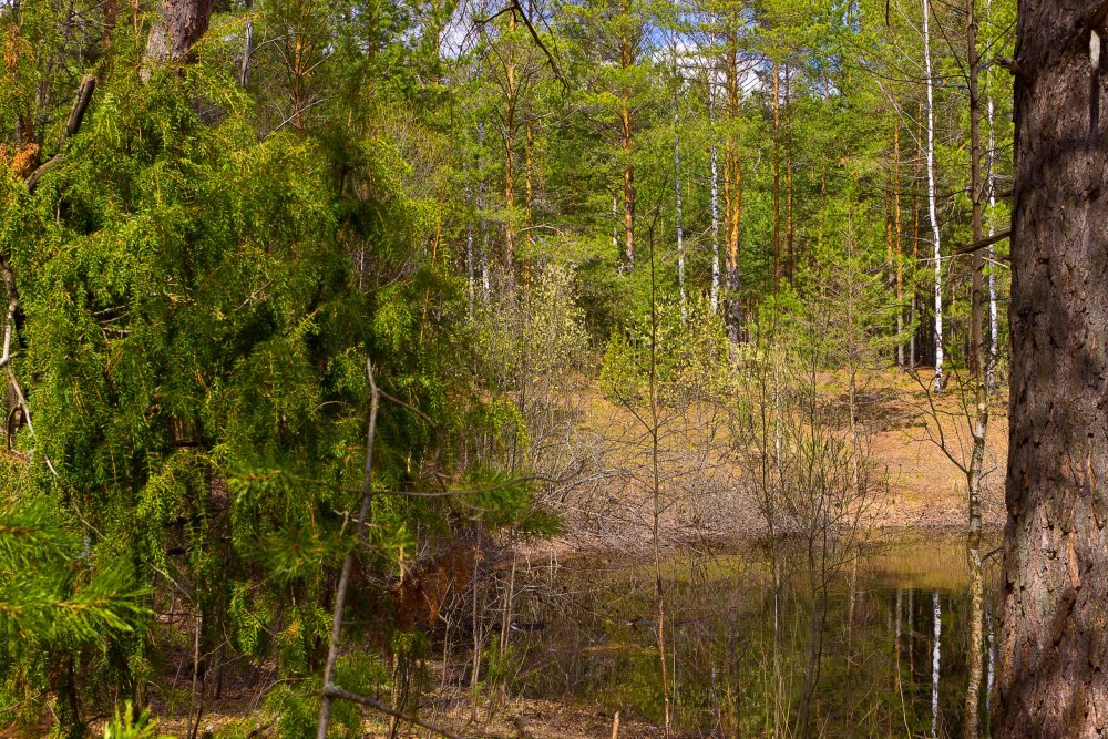 IMG_6890-1 Природа Марий Эл.jpg