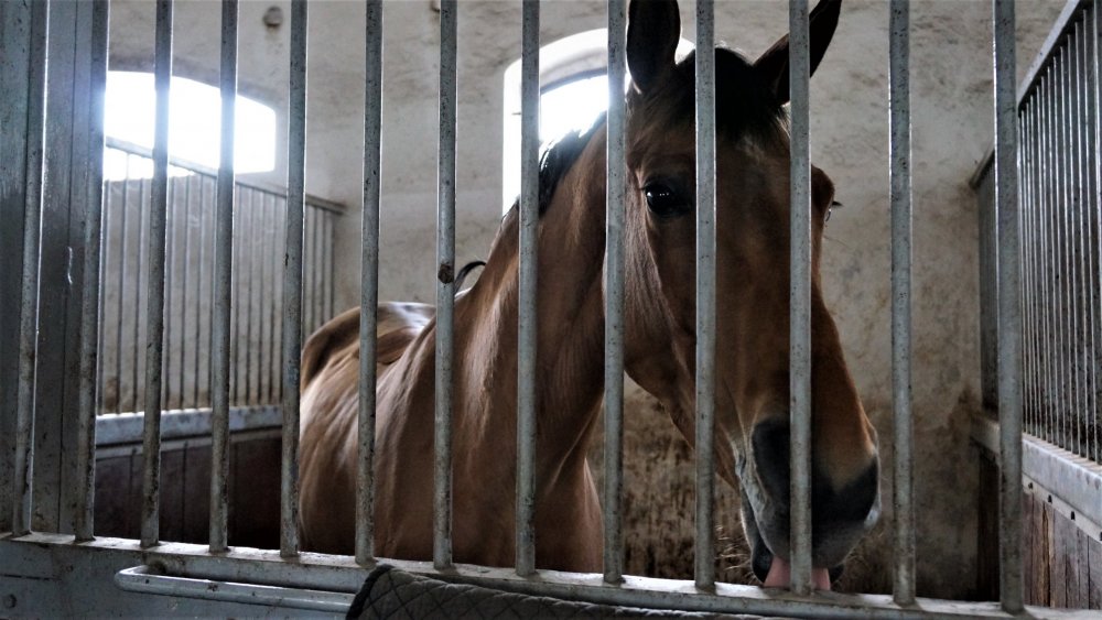 19.05.05_098_Черняховск_Конезавод Георгенбург.JPG