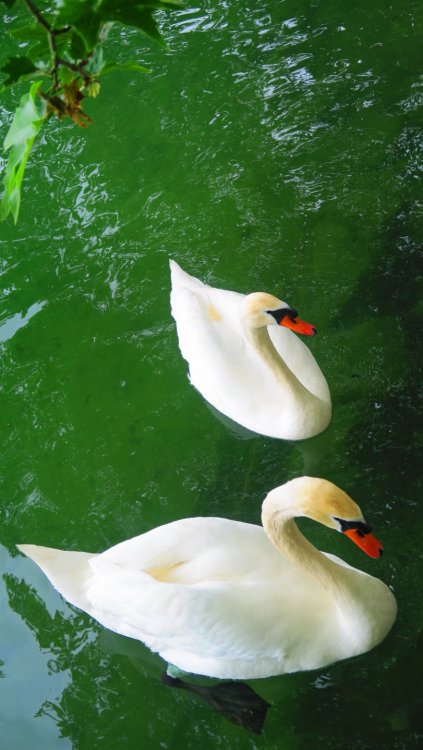 Солнечная Германия 524.jpg