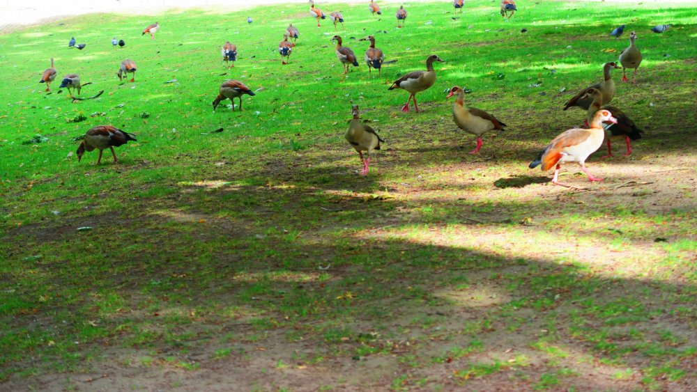 Солнечная Германия 080.jpg