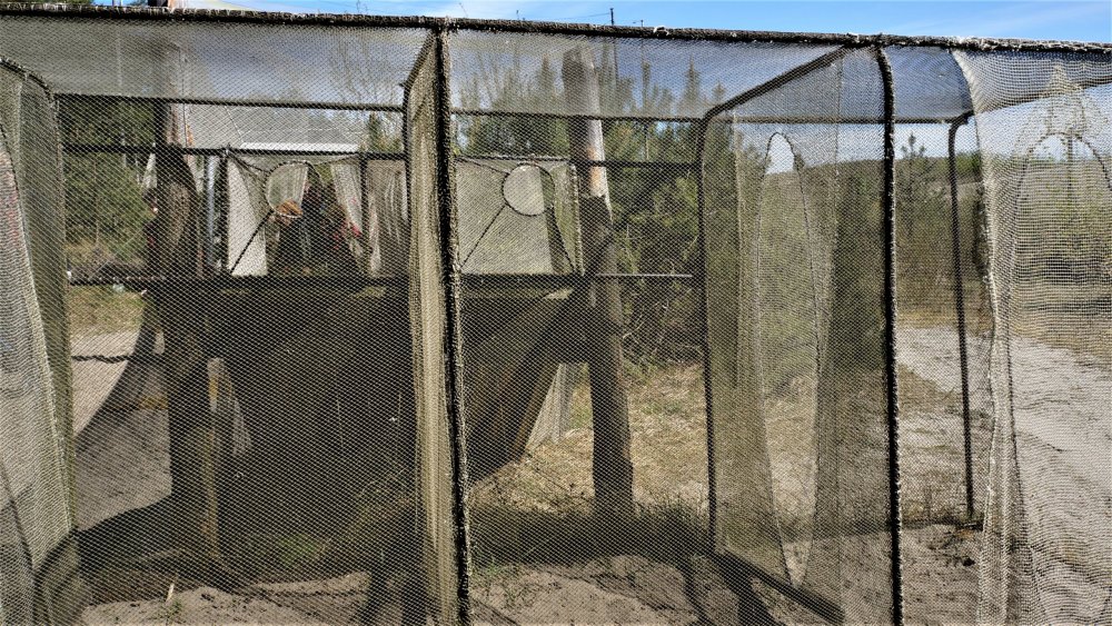 19.05.06_018_Куршская коса_Станция кольцевания птиц.JPG