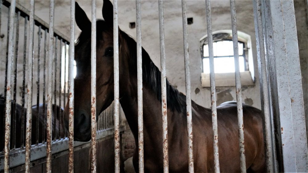 19.05.05_090_Черняховск_Конезавод Георгенбург.JPG