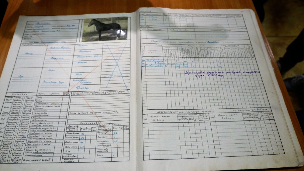 19.05.05_088_Черняховск_Конезавод Георгенбург.JPG