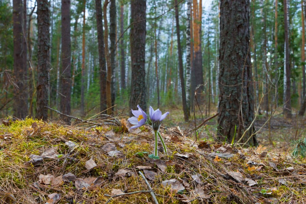 10_IMG_7041 Марий Чодра Подснежники.jpg