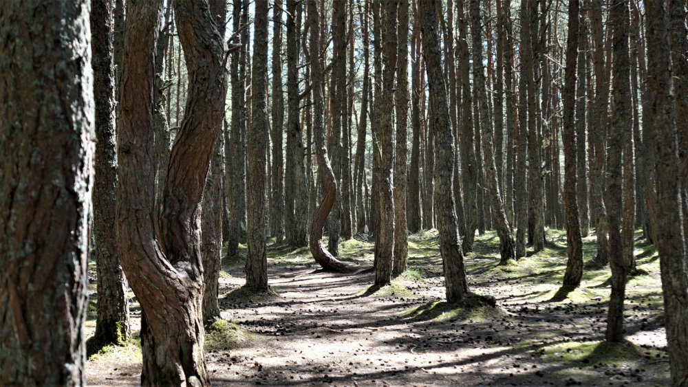 19.05.06_039_ Куршская коса_ Танцующий лес.JPG