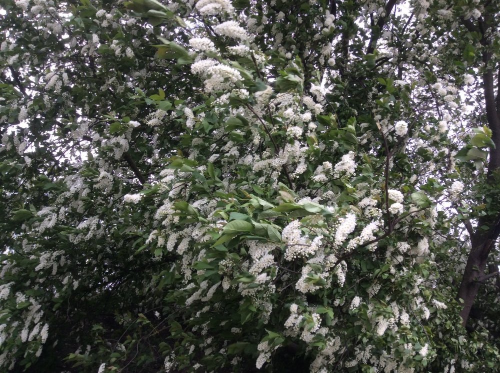 19.05.02_162_Калининград_Нижнее озеро.JPG