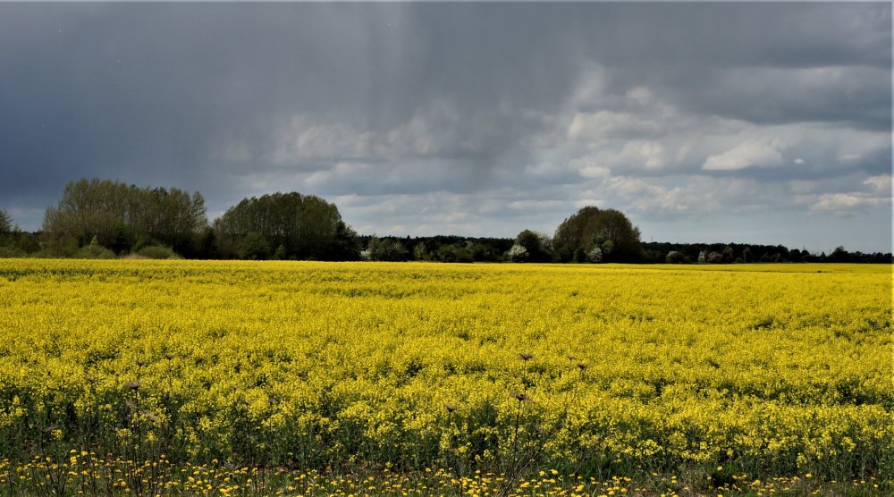 19.05.04_185_ Рапс.JPG