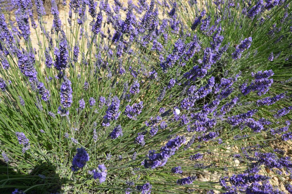 Тур 2AS ч.5 261.JPG