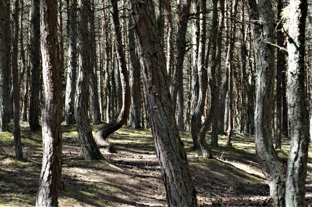 19.05.06_040_ Куршская коса_ Танцующий лес.JPG