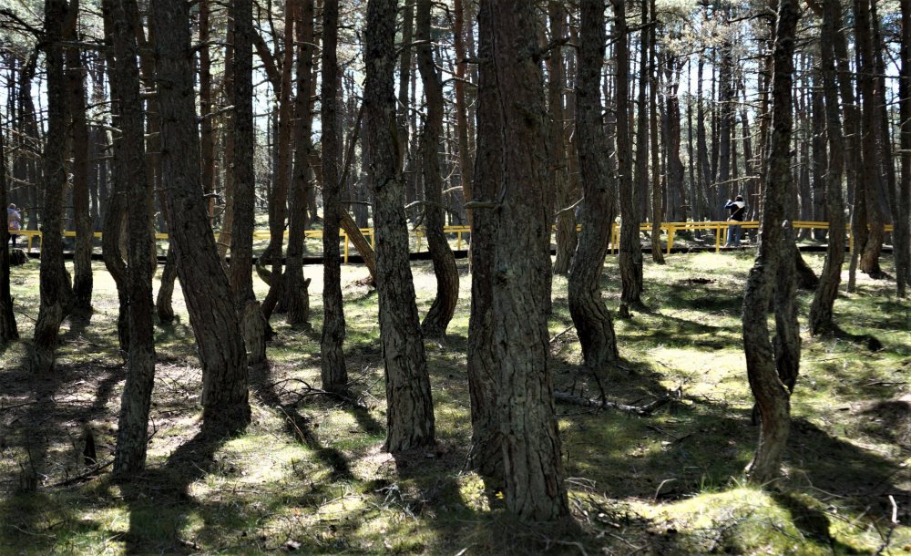 19.05.06_047_ Куршская коса_ Танцующий лес.JPG