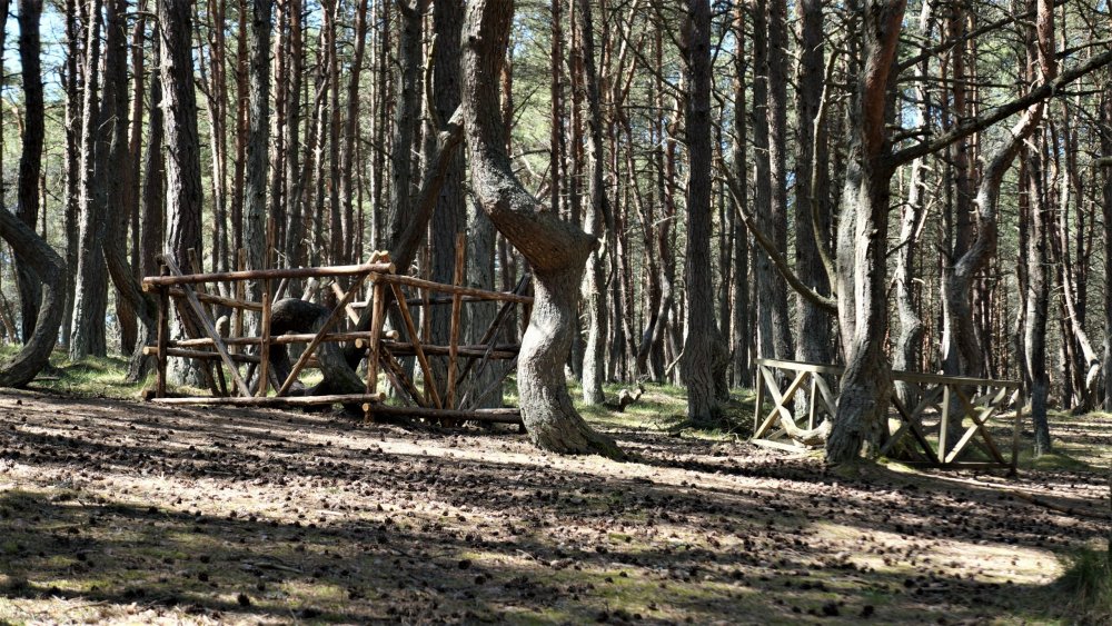 19.05.06_071_ Куршская коса_ Танцующий лес.JPG