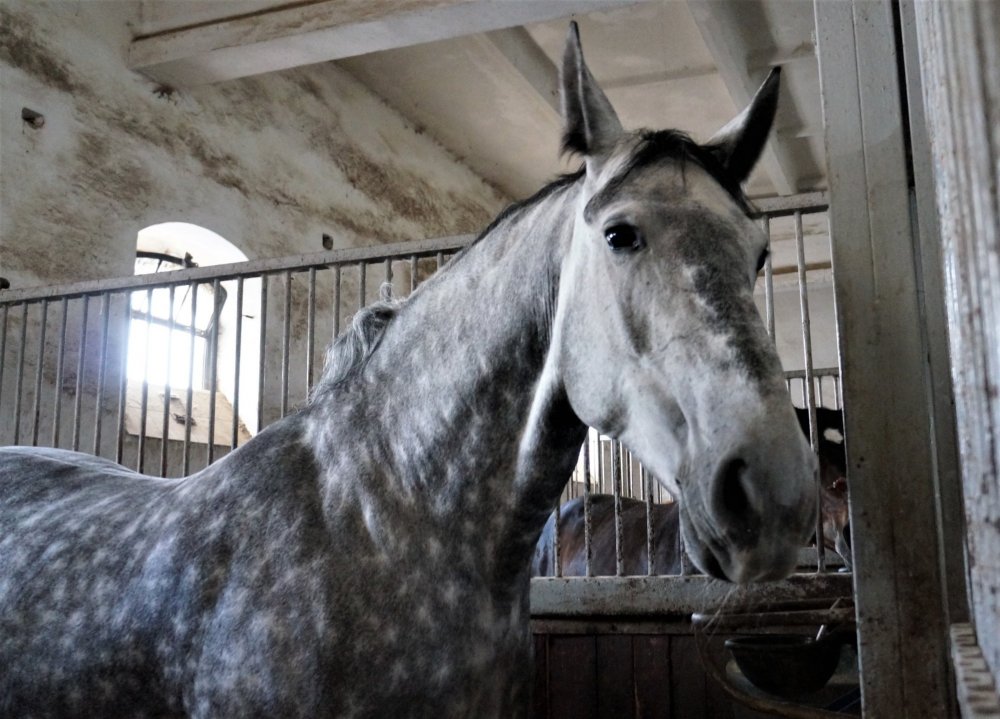 19.05.05_094_Черняховск_Конезавод Георгенбург.JPG