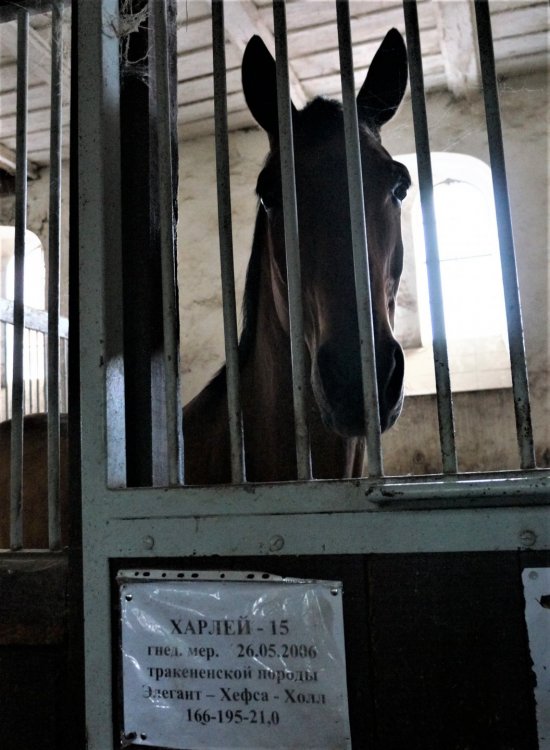 19.05.05_137_Черняховск_Конезавод Георгенбург.JPG