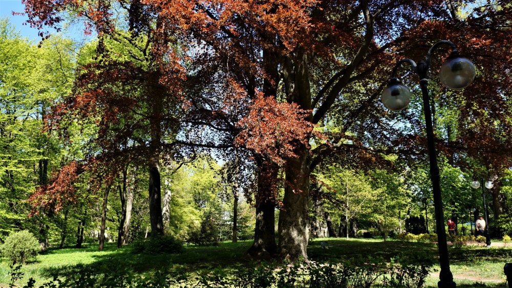 19.05.07_178_Янтарный_парк имени Беккра.JPG