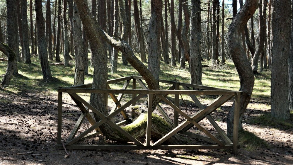 19.05.06_078_ Куршская коса_ Танцующий лес.JPG