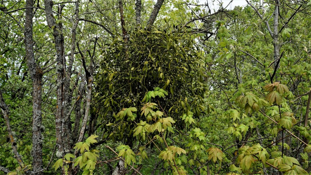 19.05.04_284_ шлюз на Мазурском канале.JPG