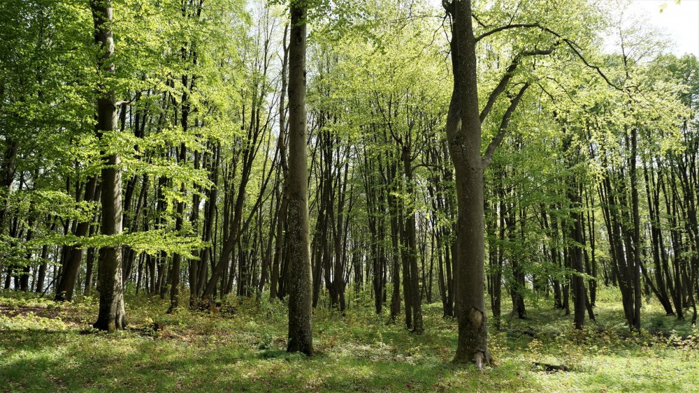 19.05.04_168_Памятник в честь сражения при Прейсиш-Эйлау.JPG