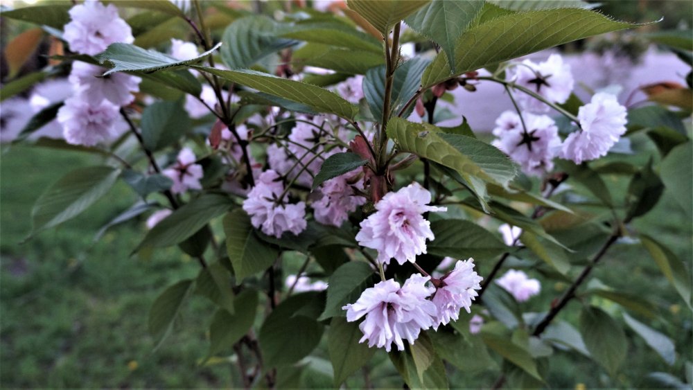 19.05.05_336_Калининград_Южный парк.JPG